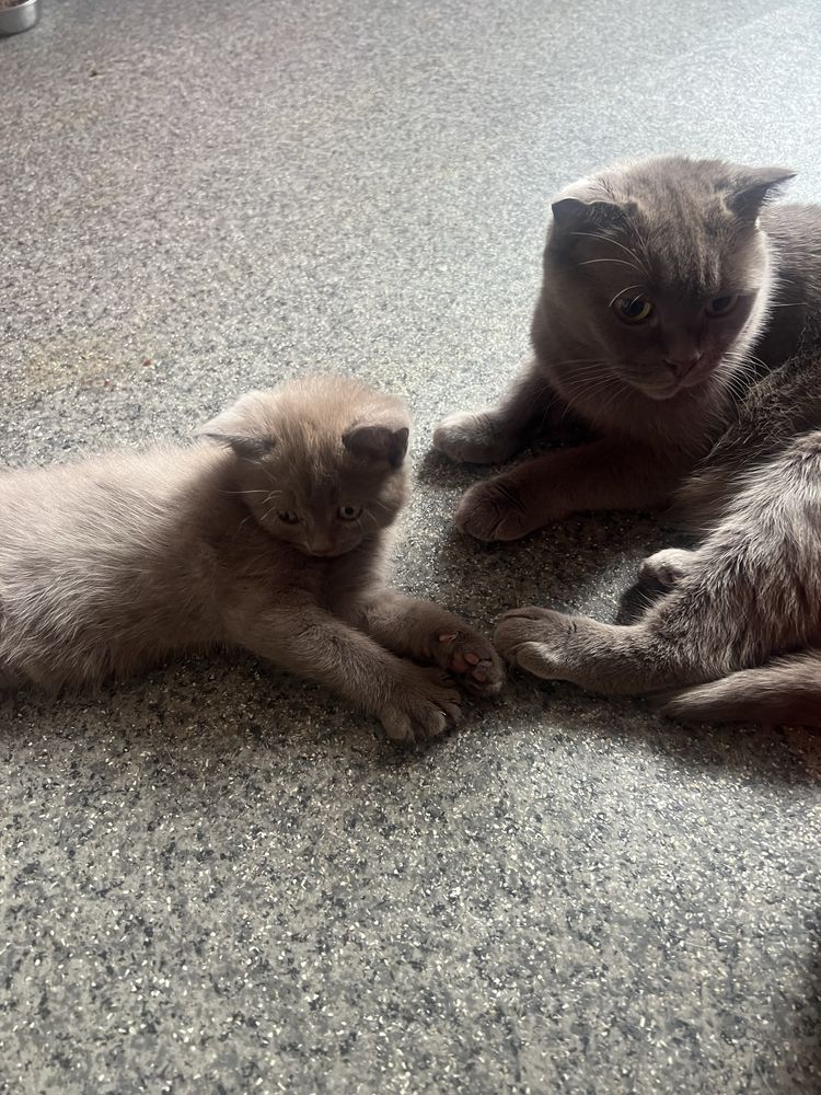 Котята британские