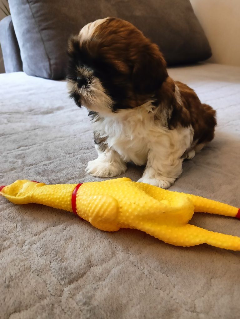 Szczeniak Shih tzu
