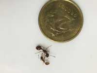 Myrmica Sp. + robotnice (1 robotnica 50 gr)