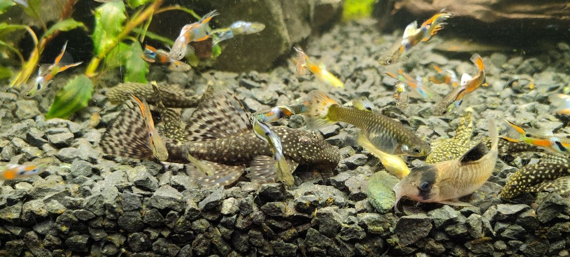 Rybki akwariowe - gupiki - glonojady - krewetki