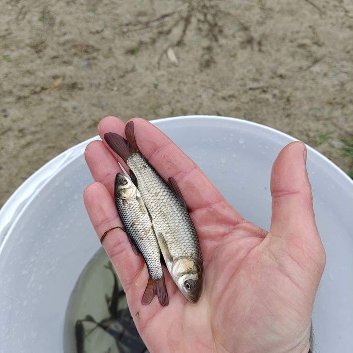 Продам малька амура,Короп, линь,толстолоб