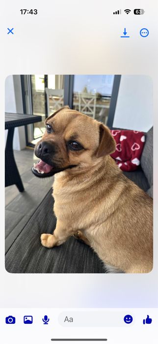 Oddam psa mops  suczke