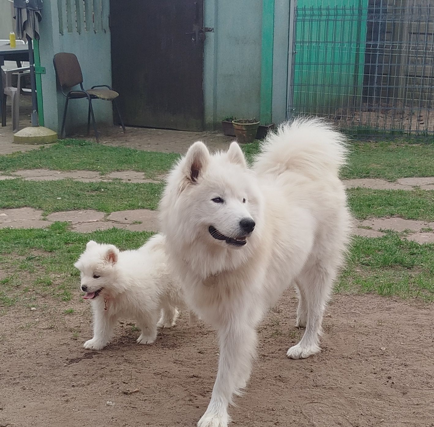 Samoyed suczka szuka nowego domu