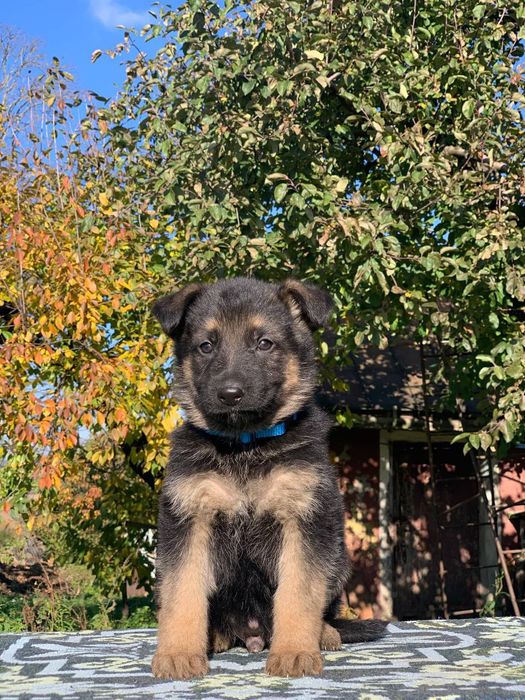 Можливо,то ваша мрія?