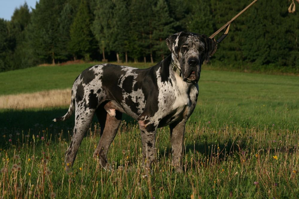 Szczeniak Dog Niemiecki