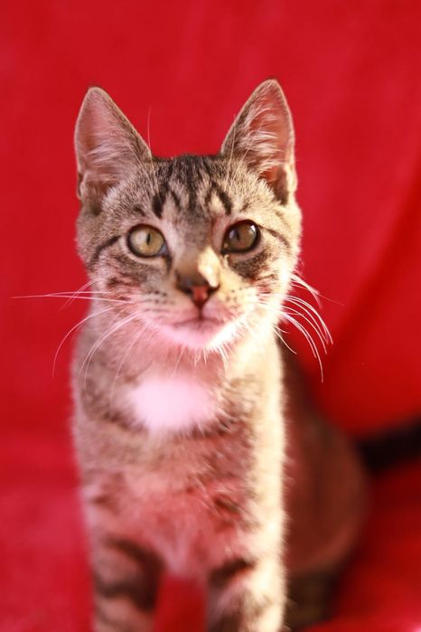 Weź na kolana kota, czego więcej potrzeba w długie, jesienne wieczory