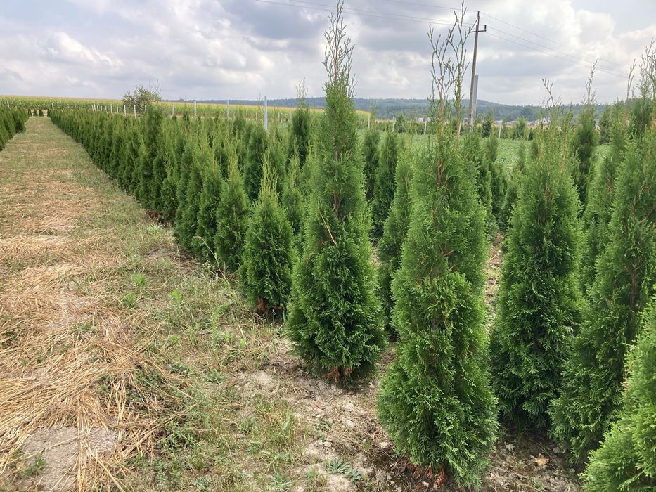 Tuje Szmaragd, świerki, iglaki