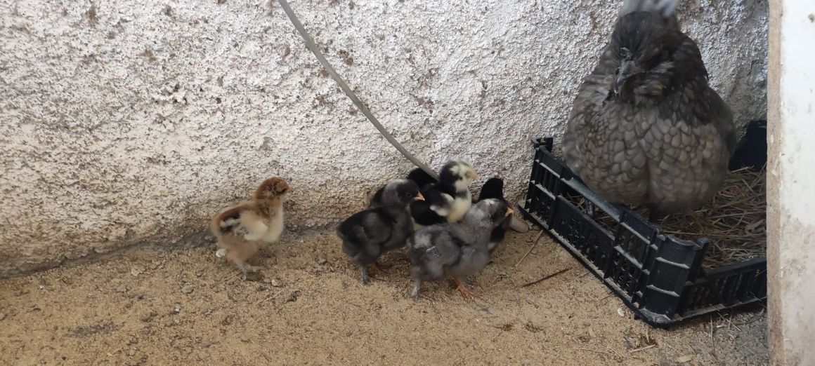 Frango Brahma, e outras raças