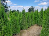 Tuja Smaragd 160,180,200,220cm! Thuja Szmaragd! Tuje, sadzenie! Dowóz!