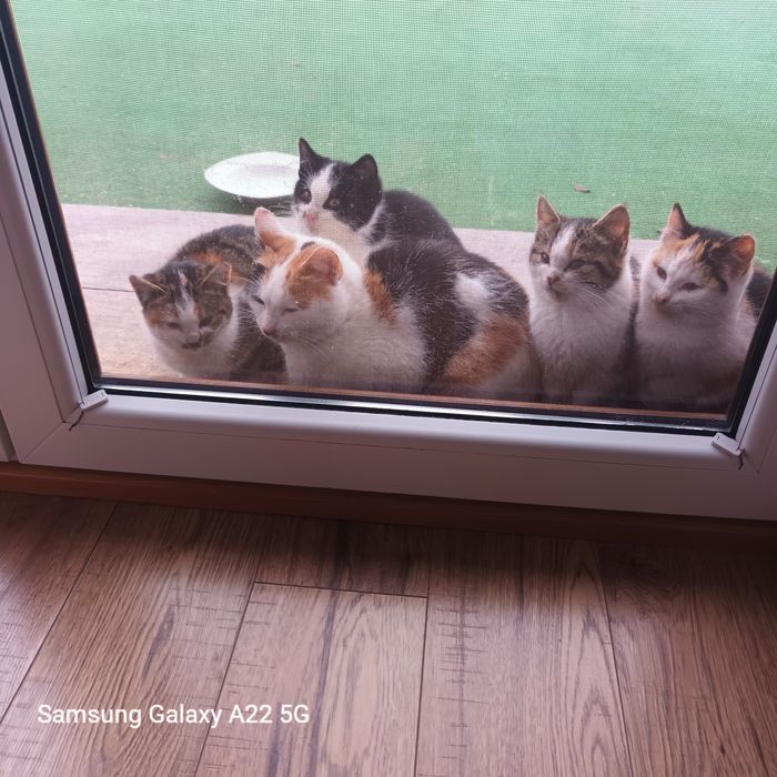 Oddam kocięta w dobre ręce