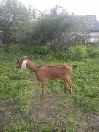 Нубійська коза продам