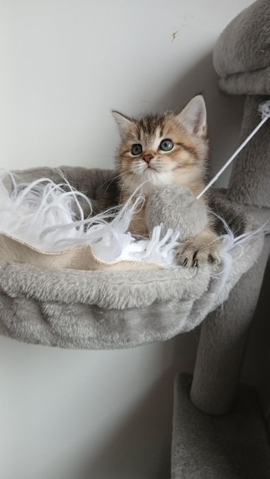 Macho Scottish Straight