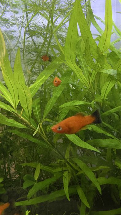 Меченосці чорнохвості молоді