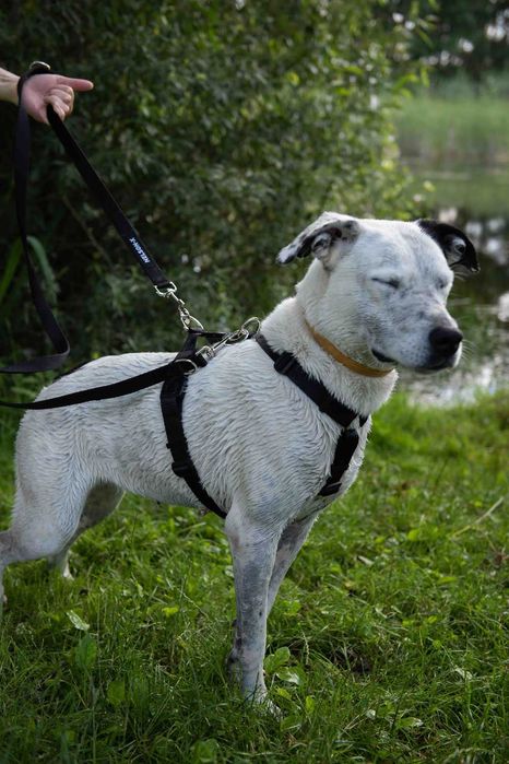 Szelki Guard dla psa NELSON-X duo jakość ROZ. L polski produkt jakość