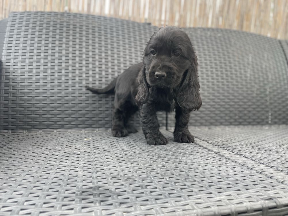 Suczka cocker spaniel angielski czarna z bialym badania genetyczne