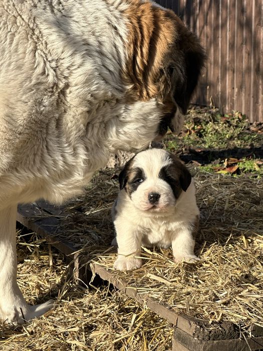Щенки Московские стороживые