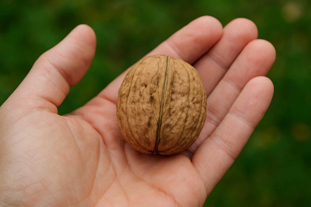 Orzechy włoskie świeże