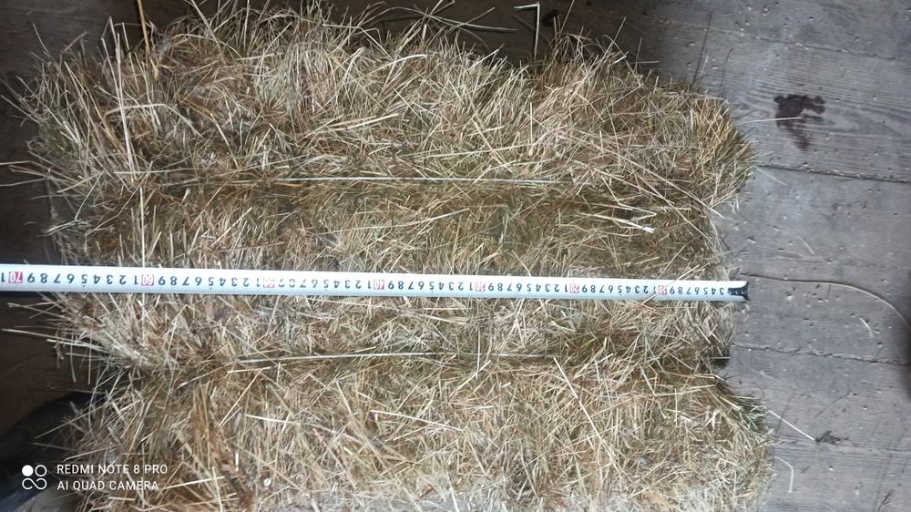 Siano w kostkach zbiór 2025r