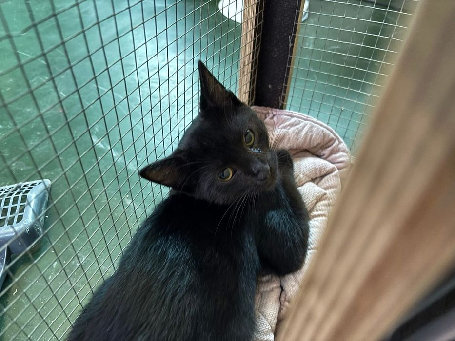 Kotek Merlin do adopcji