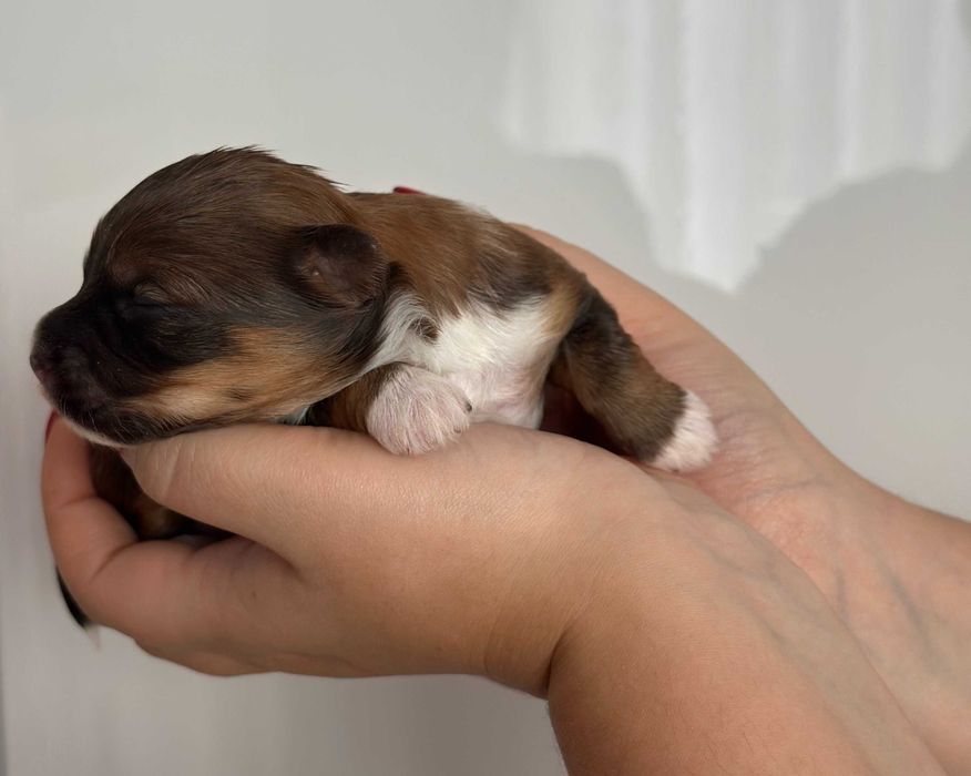 [REZERWACJA] Cudny Hawańczyk CZAKI :)