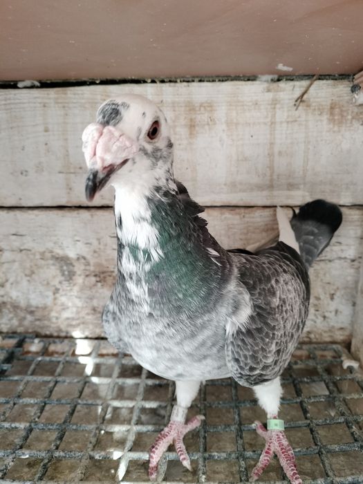 Gołębie staropolskie