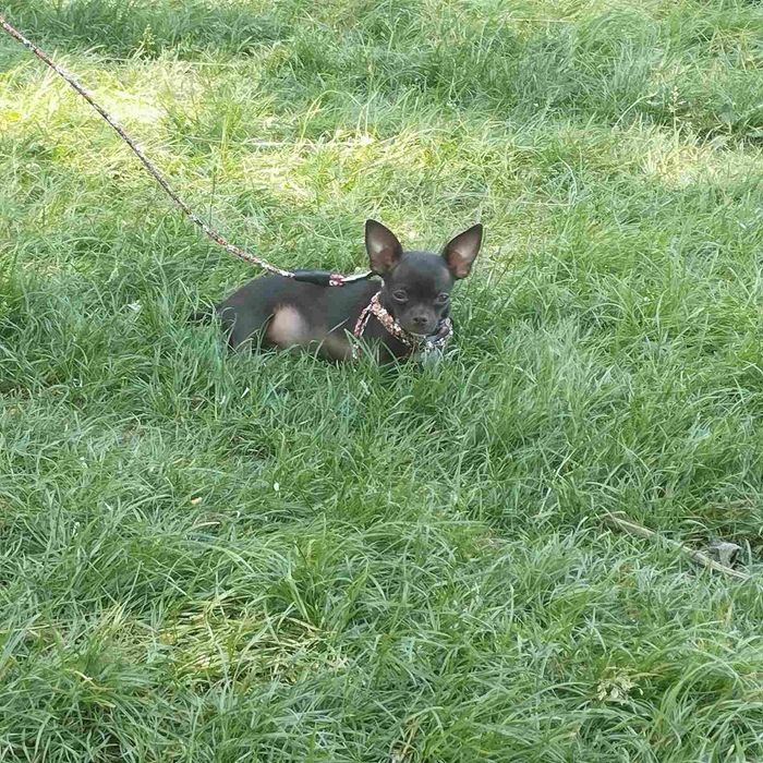 Чихуахуа дівчинка