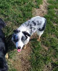 Border collie blue merle