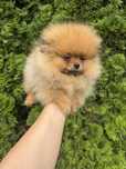 Szpic miniaturowy Pomeranian