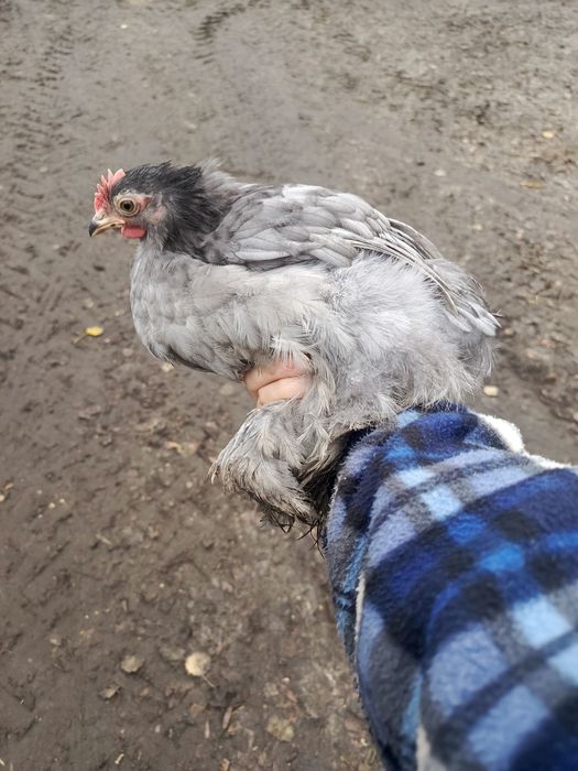 Kogut karzełek kochin z 20 sierpnia