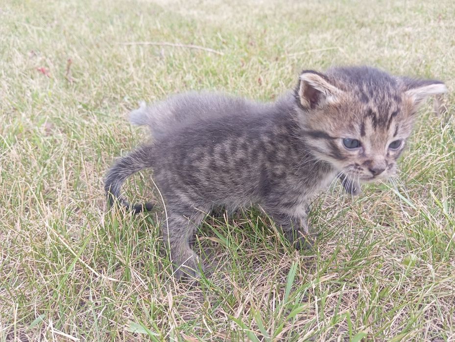 Котенята в добрі руки