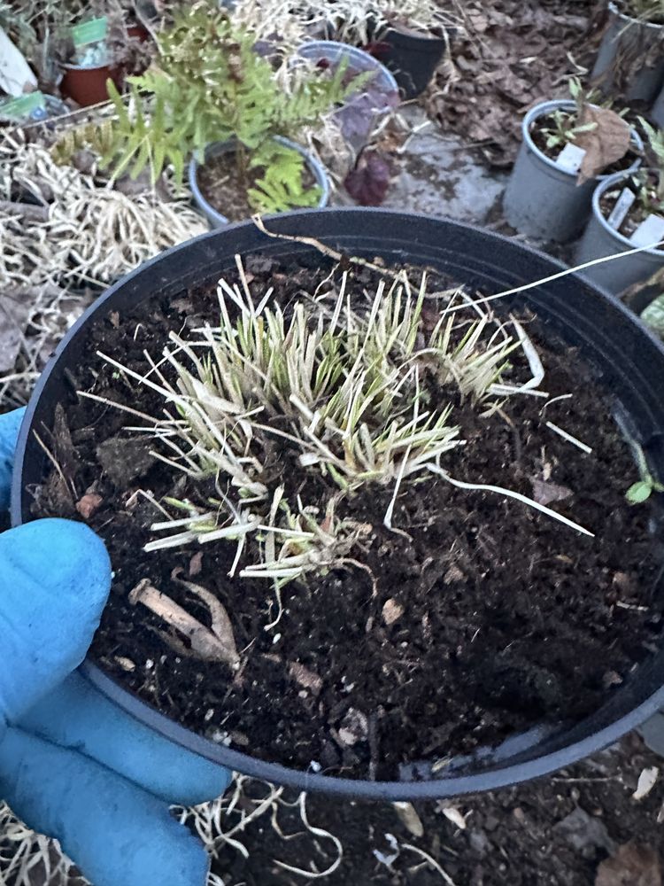 Molinia Variegata