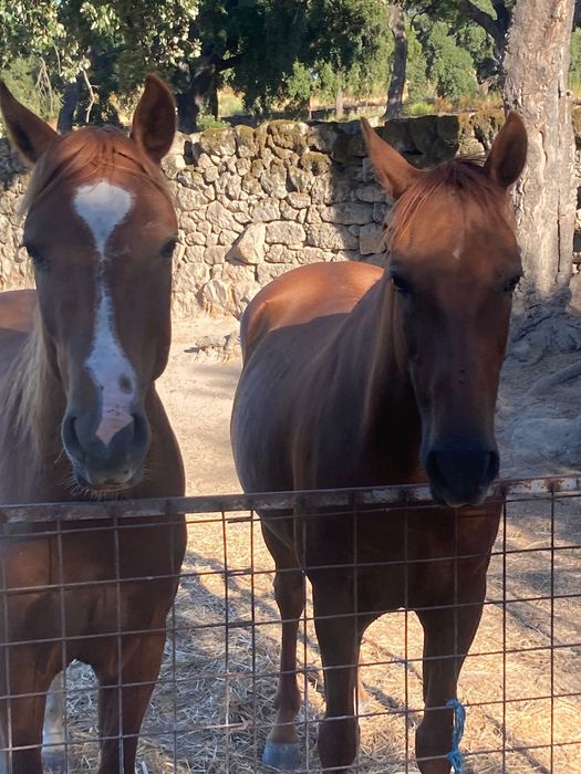 garanhao de quase 3,5 anos