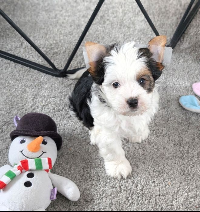 Piesek York Biewer Yorkshire terrier pies