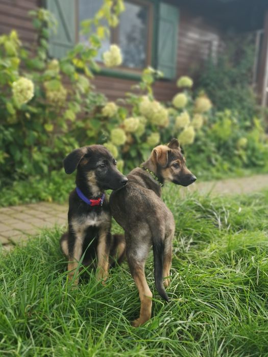 Nie pożałuje, kto Balsę adoptuje