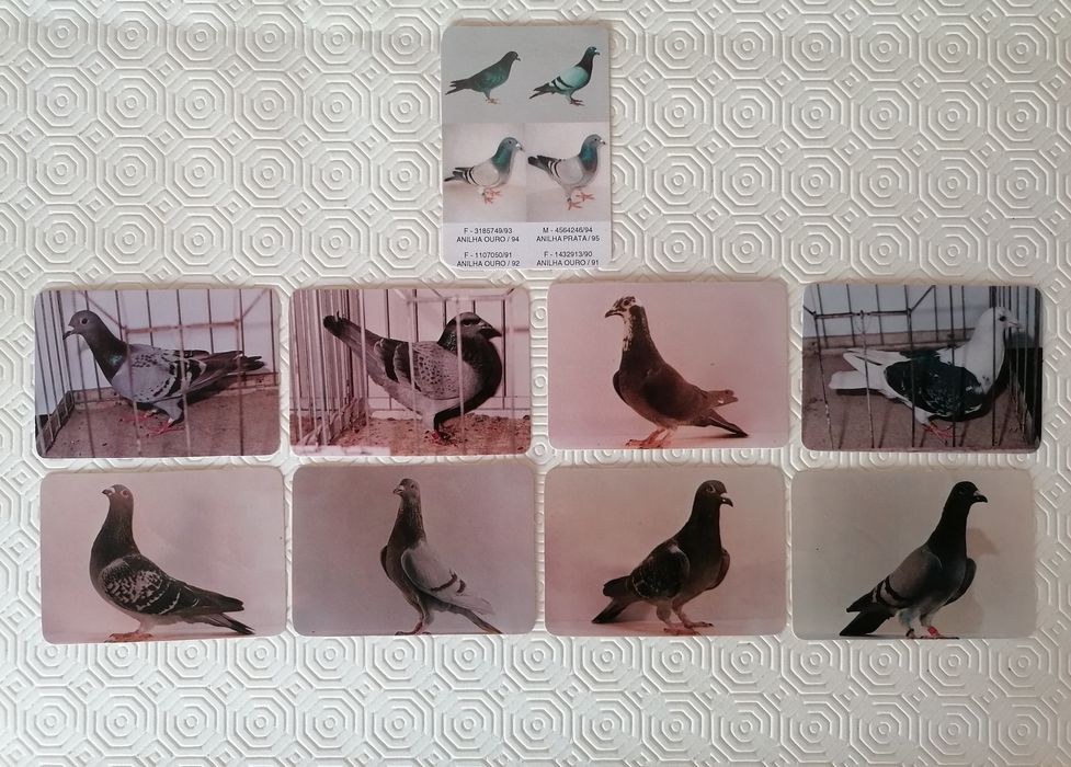 Conjunto de 9 calendários de pombos, edição dos anos de 1986 e 1997