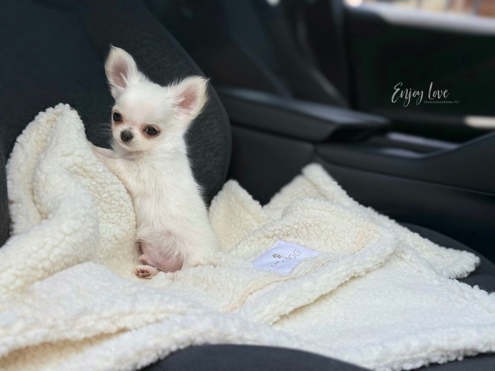 Malutki Chihuahuahua jak laleczka ZKwP FCI