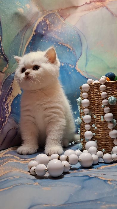 Шотландские короткошёрстные котята