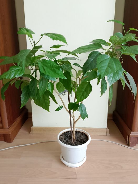 Квітка    Гібіскус (Китайська роза)