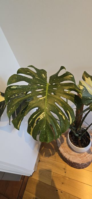 Monstera Thai Constellation Big Form!!!