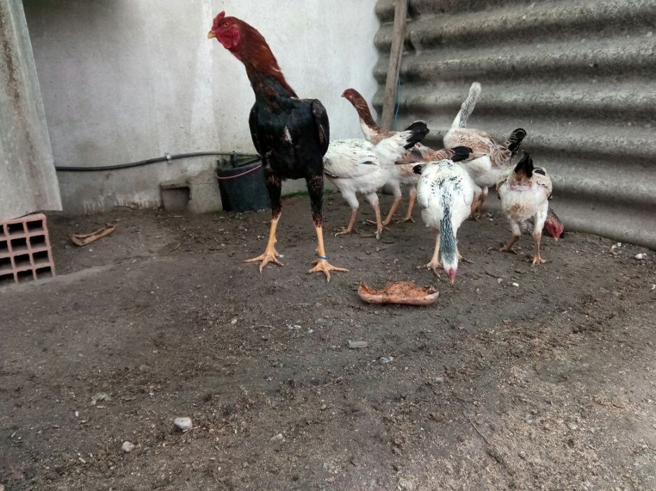 pintos de indio gigante brasileiro