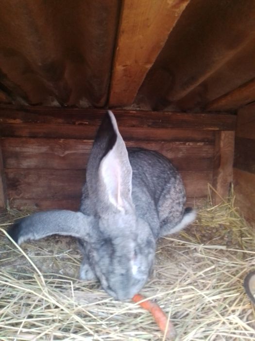 Бельгийский великан самец,рабочий