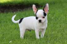 Chihuahua piesek