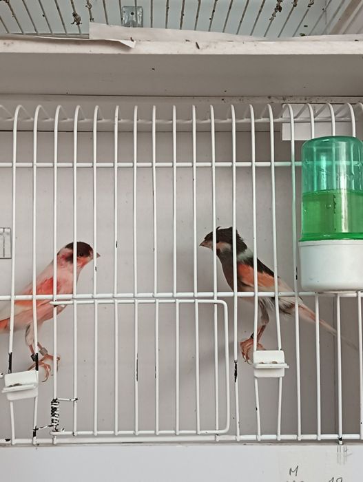 Arlequim português canários