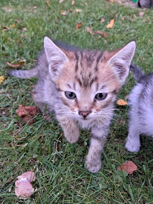 Kotki do Adopcji