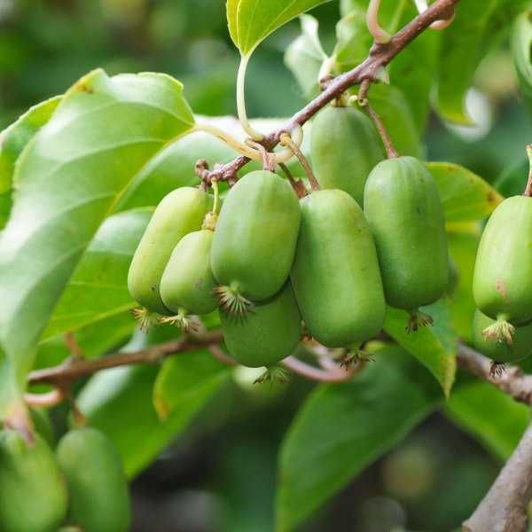 Mini Kiwi Sadzonki 2 letnie duże i gęste z własnej szkółki! Mini kiwi