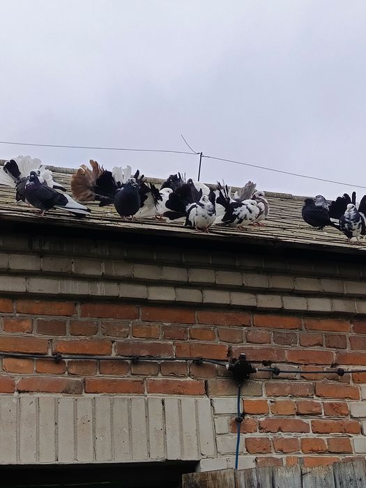 Gołębie pawiki starego typu