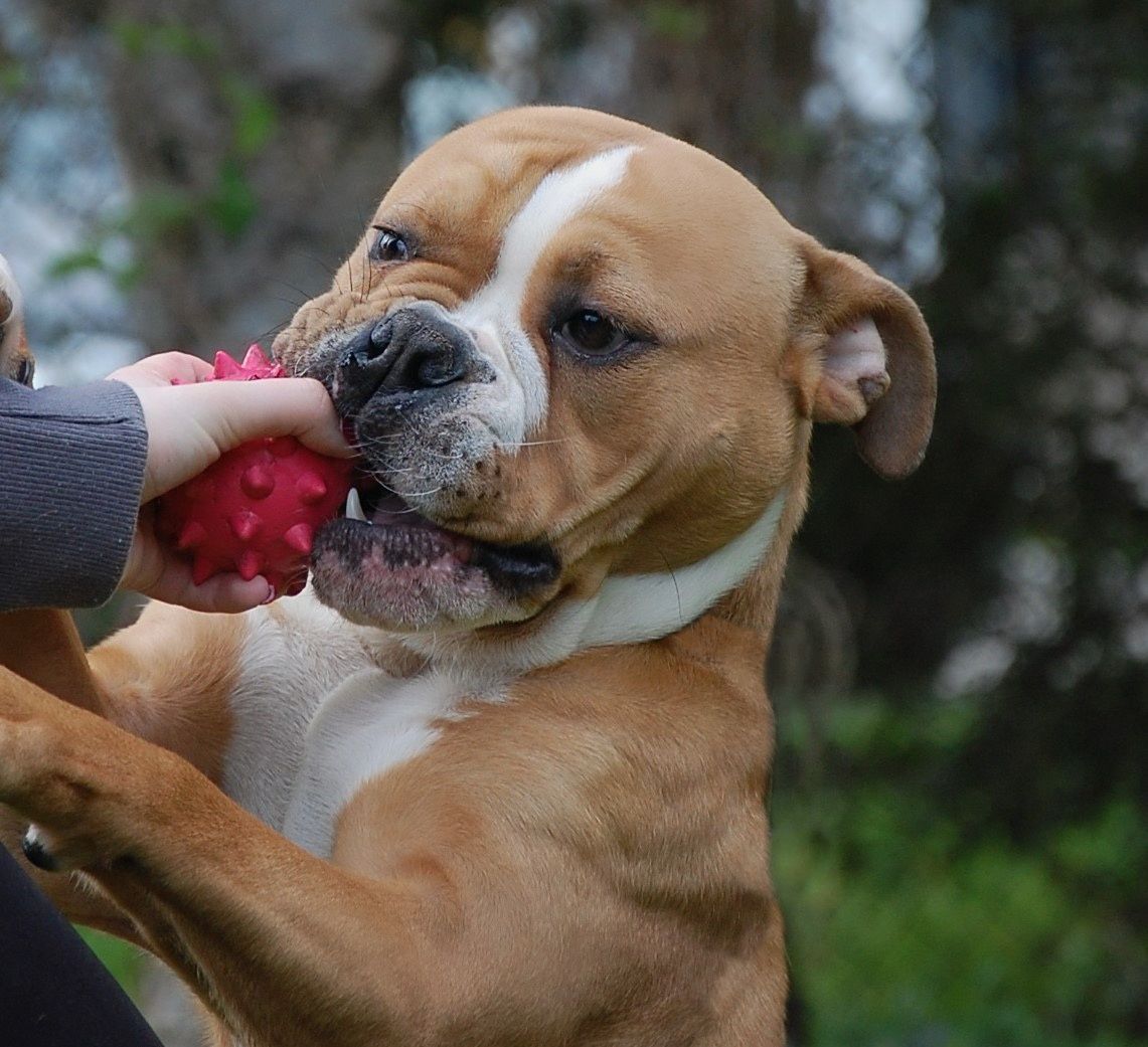 buldog kontynentalny continental bulldog samiec