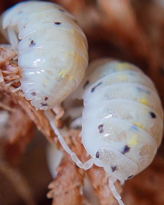 Armadillidium vulgare Magic Potion, isopody, kulanki, 10 szt.