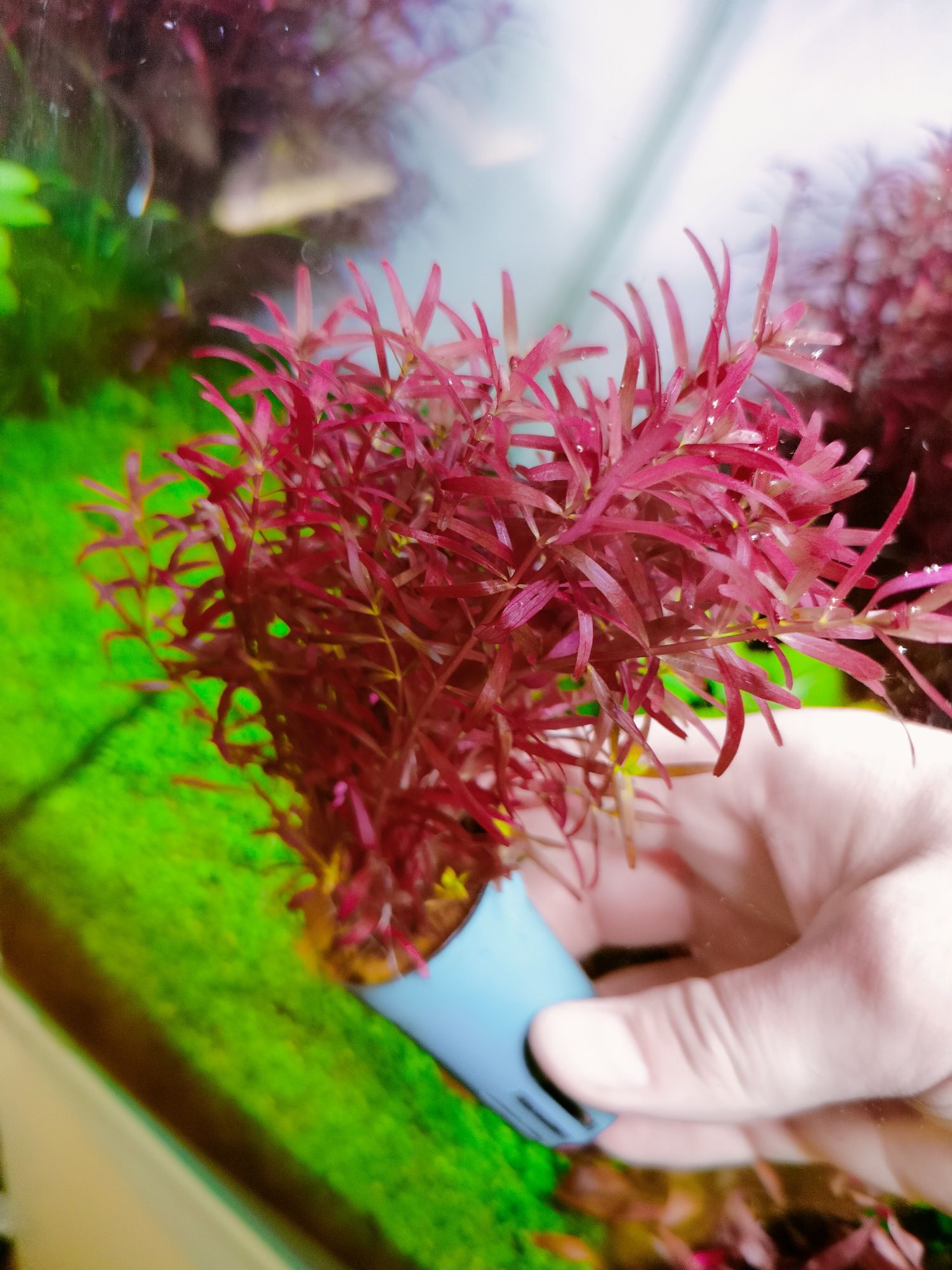 Rotala rotundifolia blood Red SG variant-koszyk