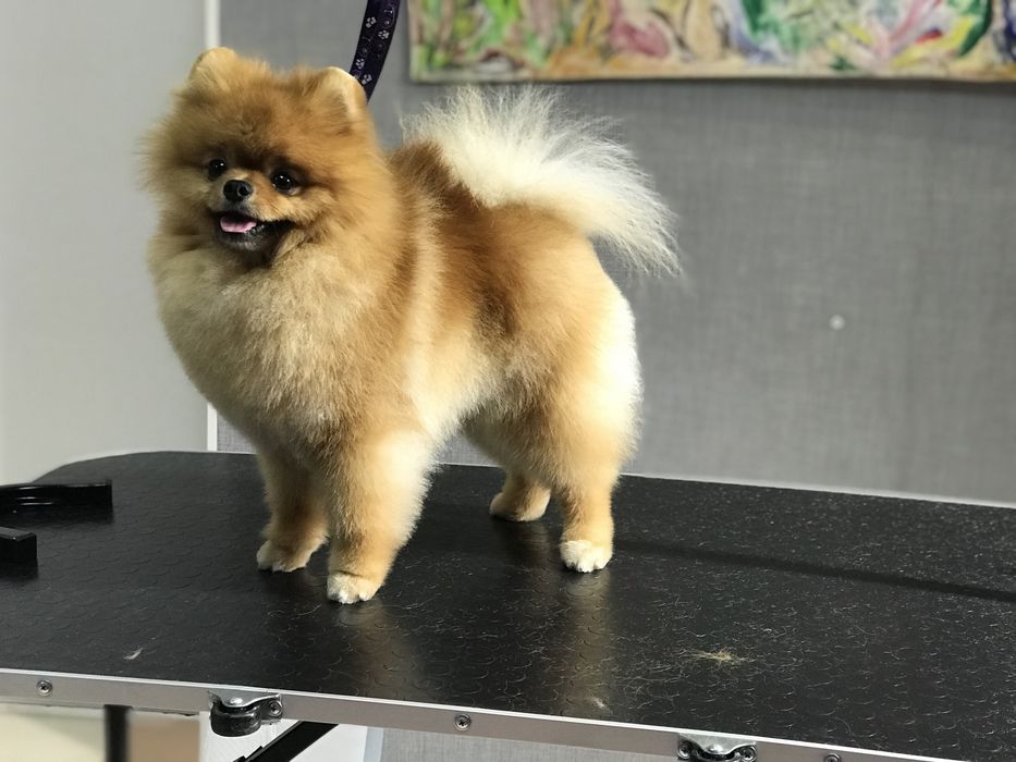 Груминг, грумінг Стрижка собак и кошек